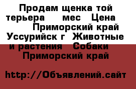 Продам щенка той терьера 1,5 мес › Цена ­ 3 500 - Приморский край, Уссурийск г. Животные и растения » Собаки   . Приморский край